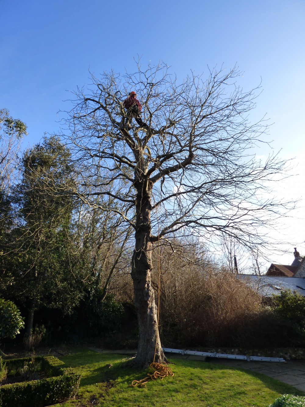 Avon Tree and Garden Services provide a tree surgeon services throughout Wiltshire
